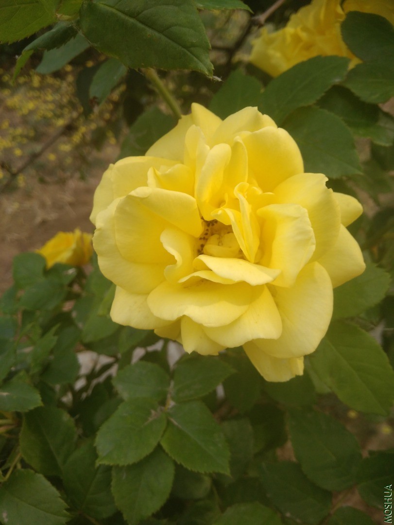 IMG_20200505_163808.jpg