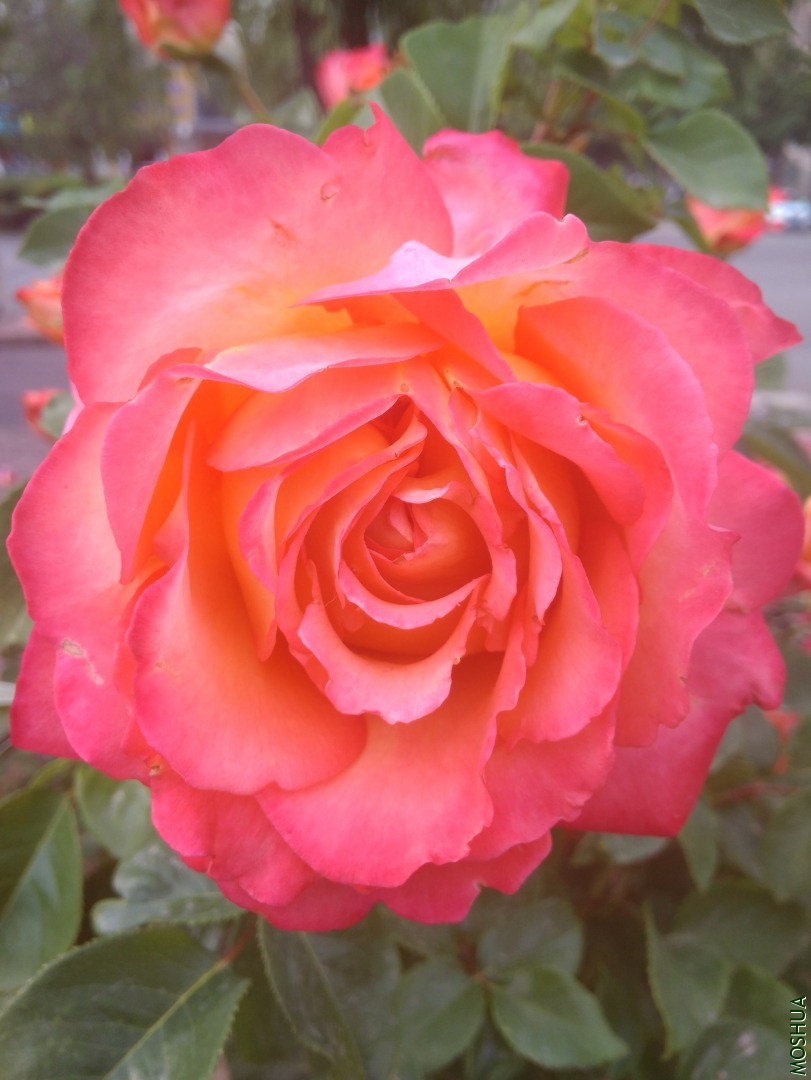 IMG_20200505_164007.jpg