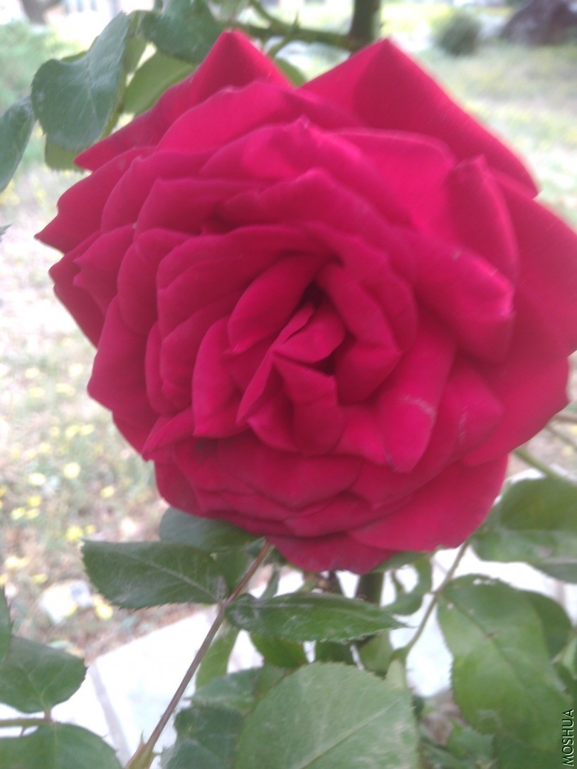 IMG_20200505_163820.jpg