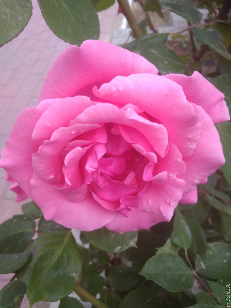 IMG_20200505_163857.jpg