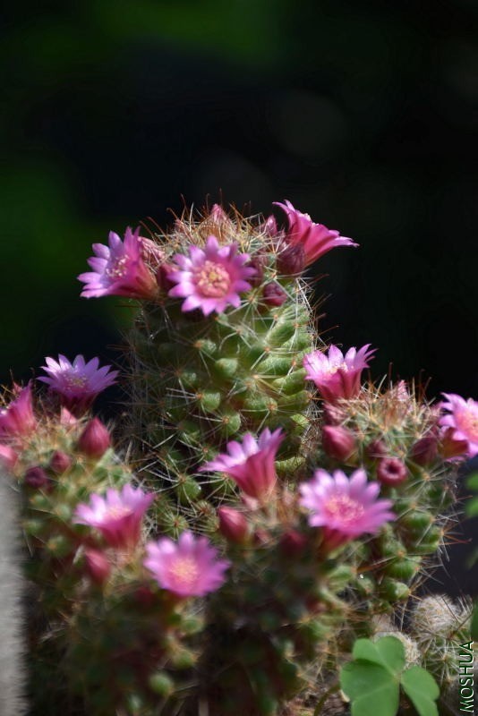 DSC_01370137.JPG