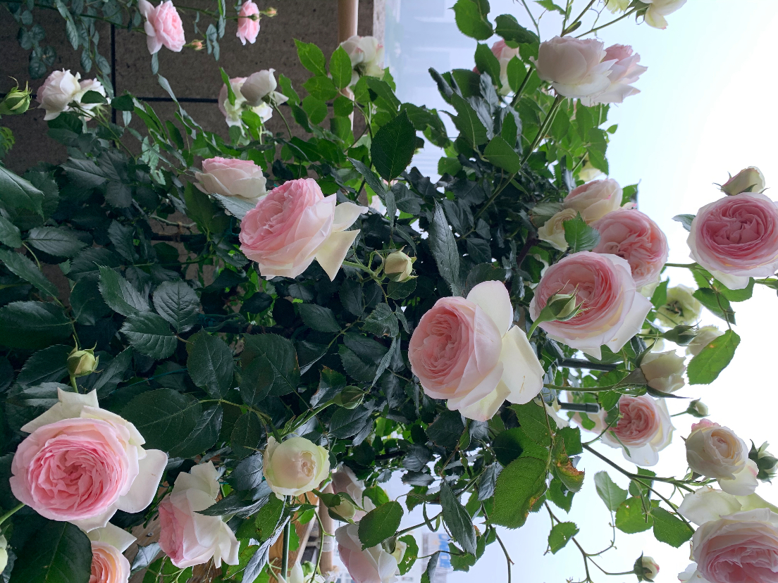 A80D419A-9219-4DDF-BE59-D0FFCBA09113.jpeg