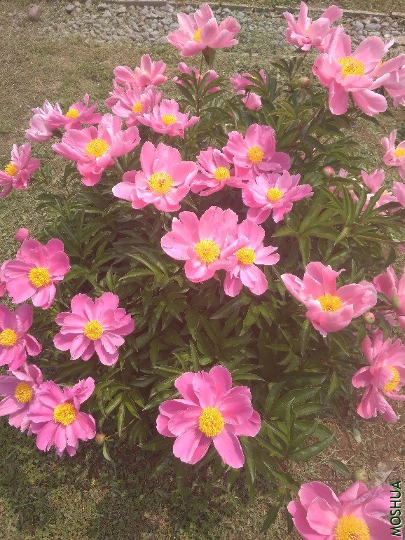 IMG_20200506_112011.jpg