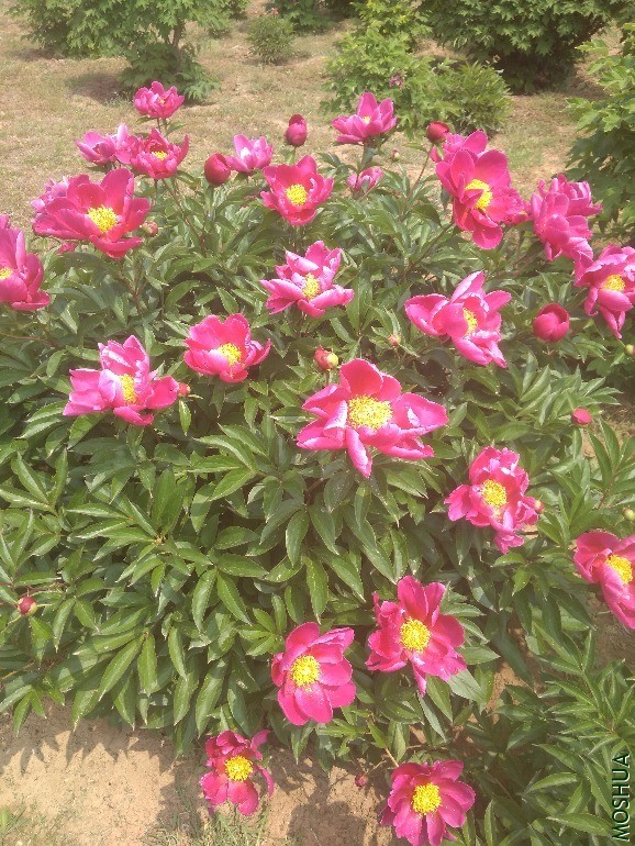 IMG_20200506_112118.jpg