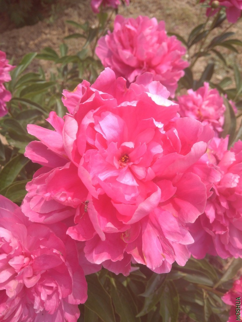 IMG_20200506_111654.jpg