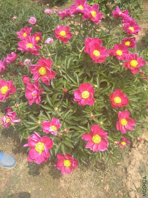 IMG_20200506_112037.jpg