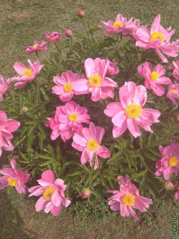 IMG_20200506_112002.jpg