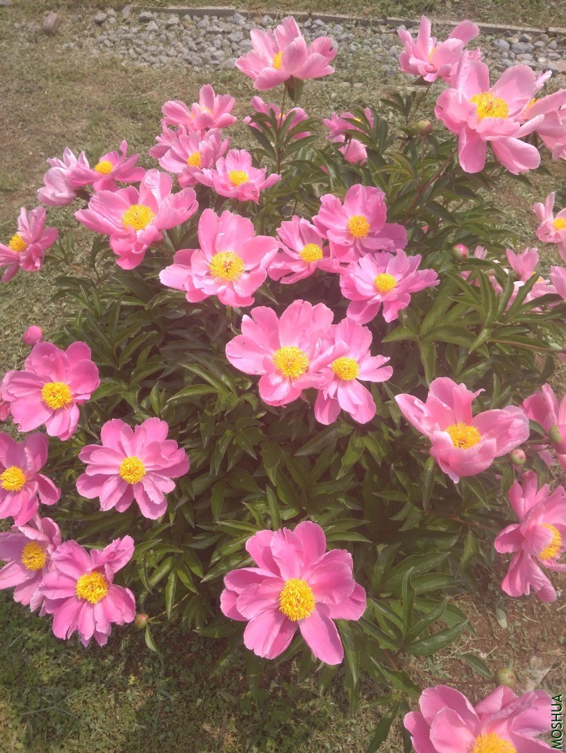 IMG_20200506_112010.jpg