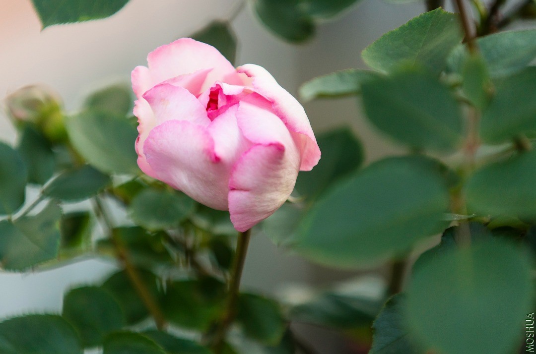 DSC07018.jpg