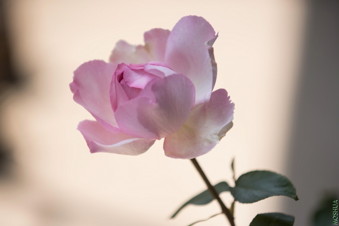 DSC07269.jpg