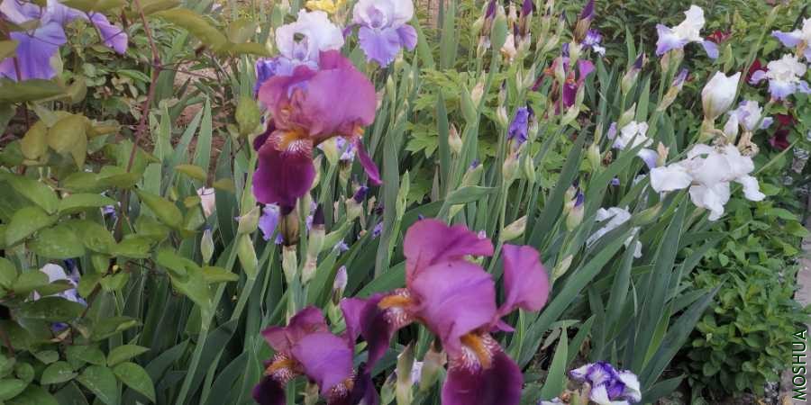 IMG_20200505_170455.jpg