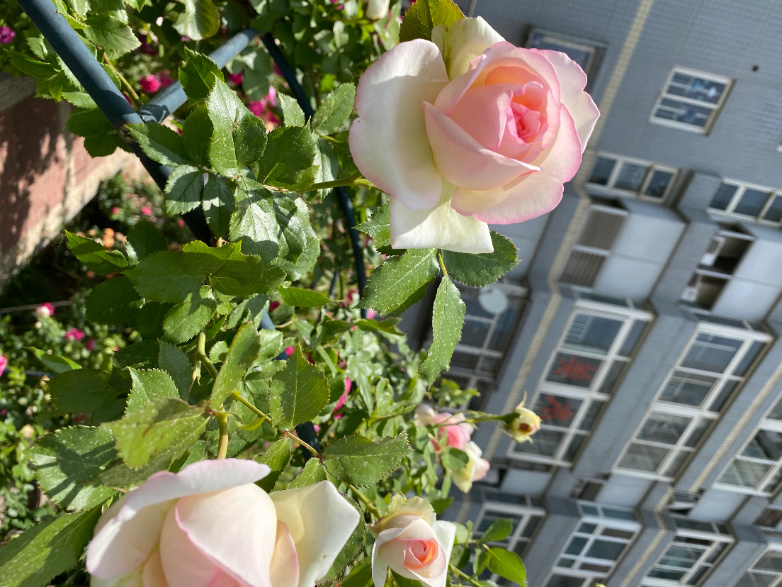 13294DB4-C70D-46E8-A09B-335AB695BDD9.jpeg