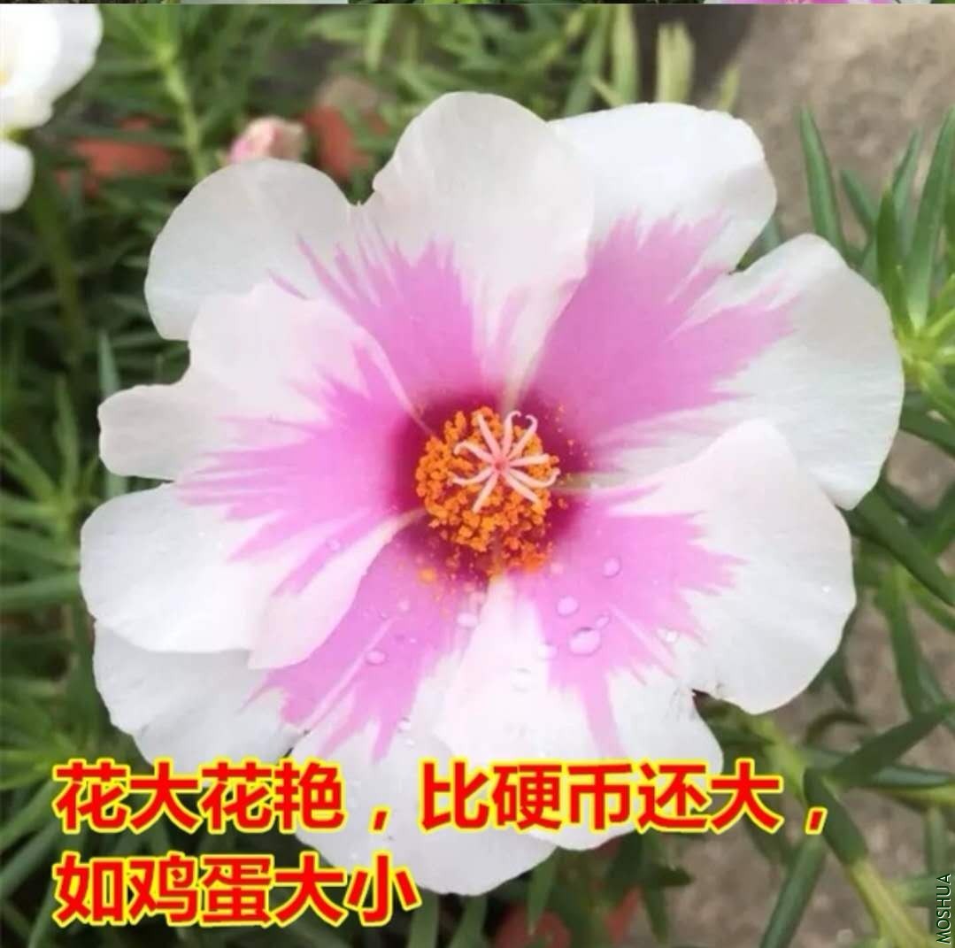 ΢��ͼƬ_20200508103839.jpg