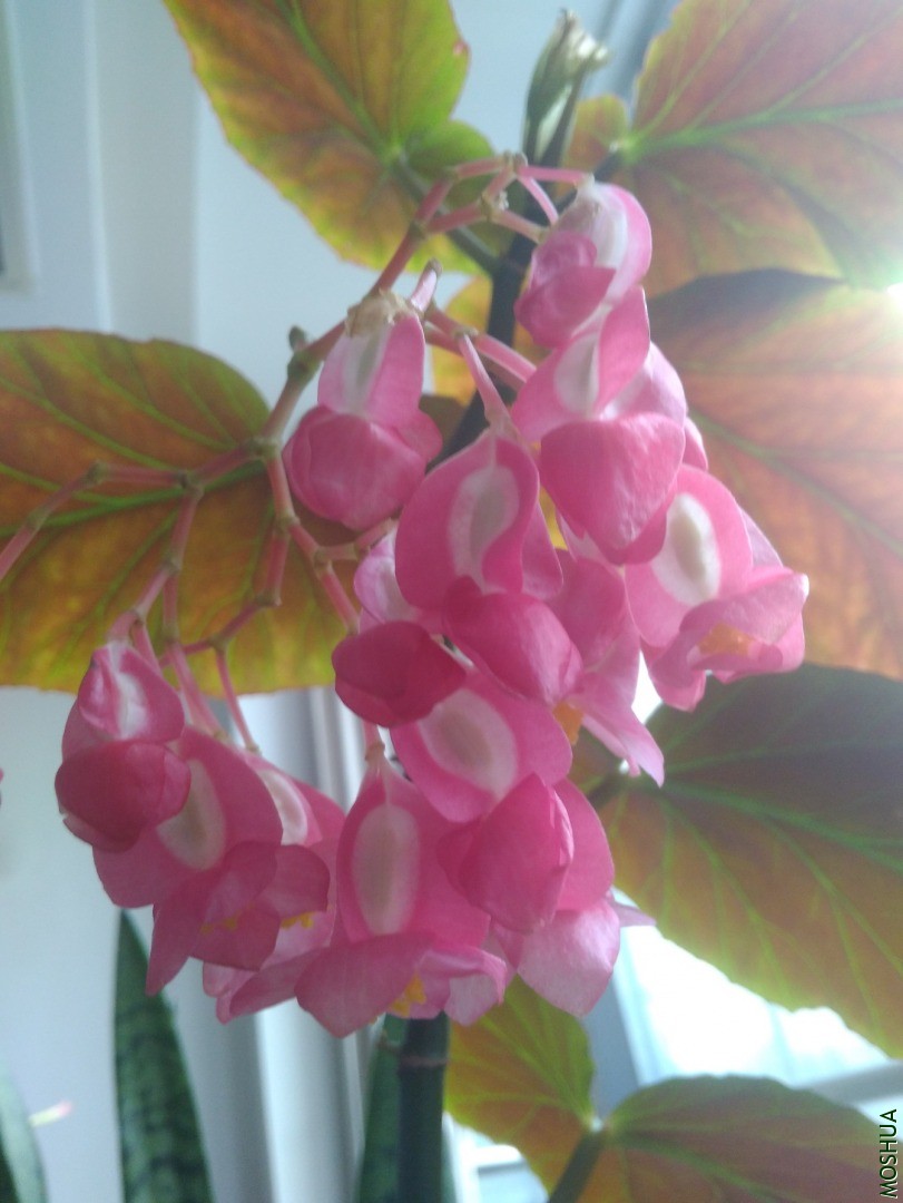 IMG_20200508_124247.jpg