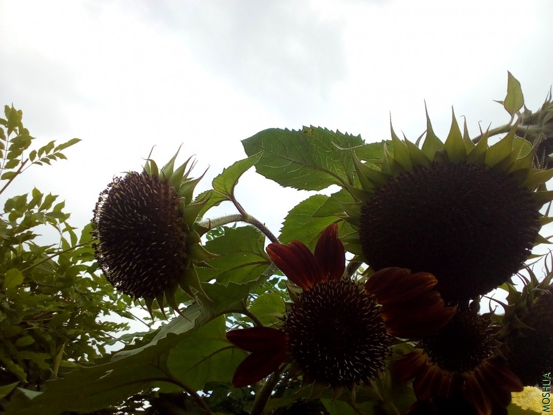 IMG_20200508_153017_076.jpg