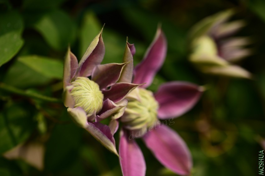 DSC_2105_conew1.jpg