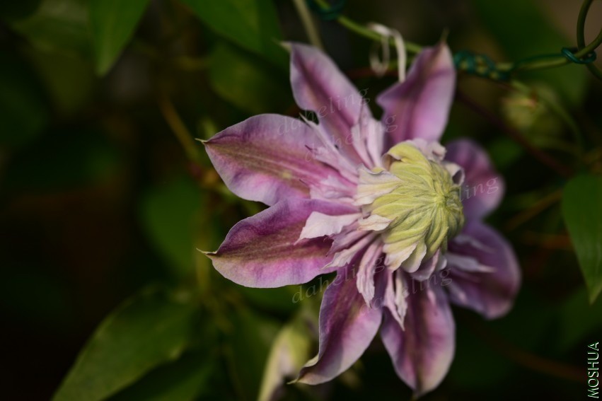 DSC_2117_conew1.jpg