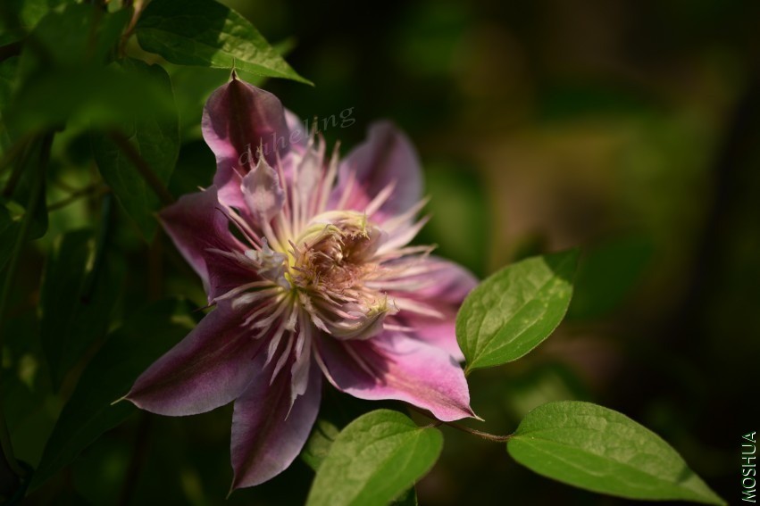 DSC_2118_conew1.jpg