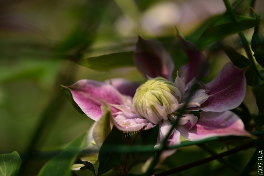DSC_2132_conew1.jpg