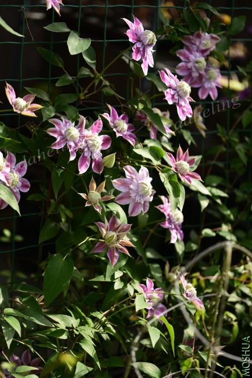 DSC_2144_conew1.jpg
