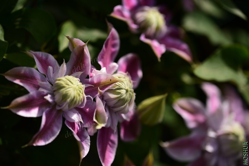 DSC_2160_conew1.jpg