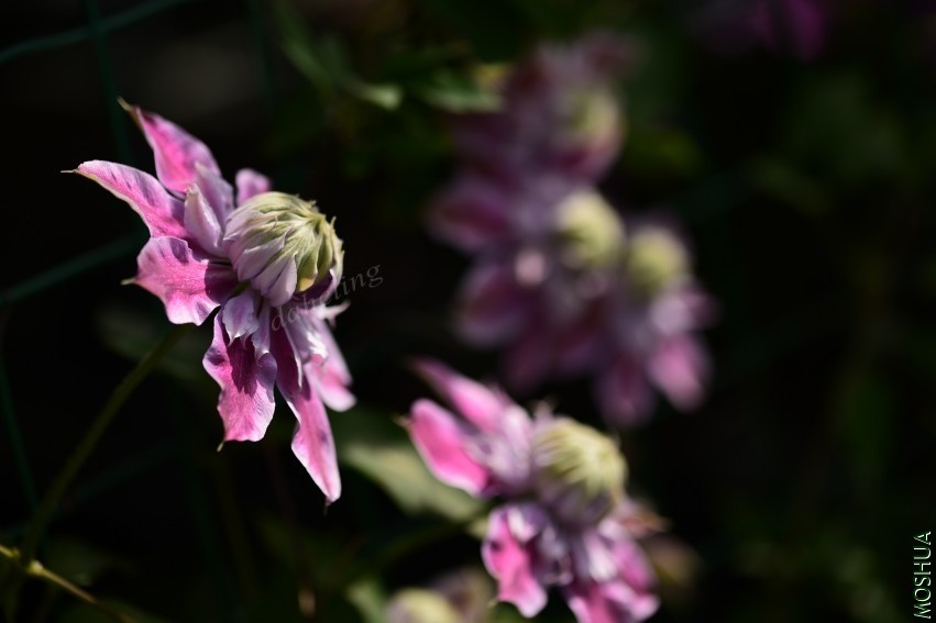DSC_2161_conew1.jpg