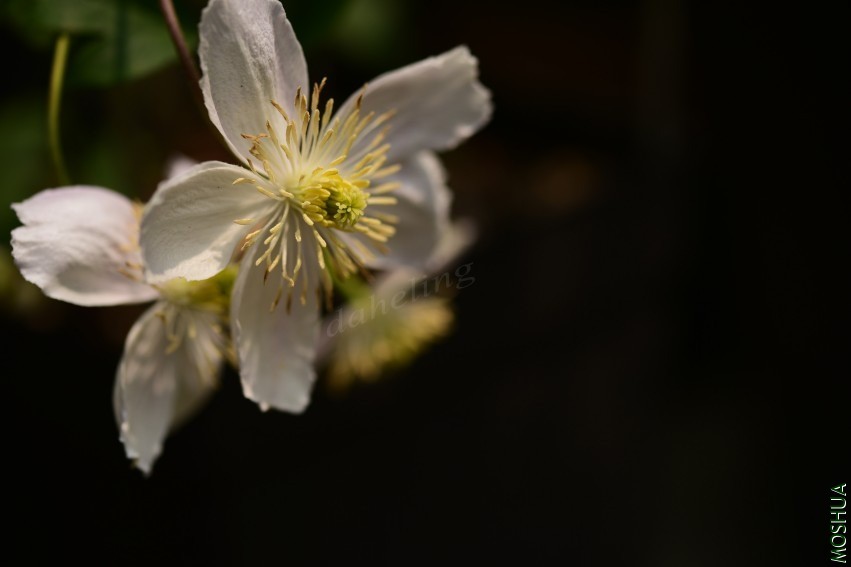 DSC_2100_conew1.jpg
