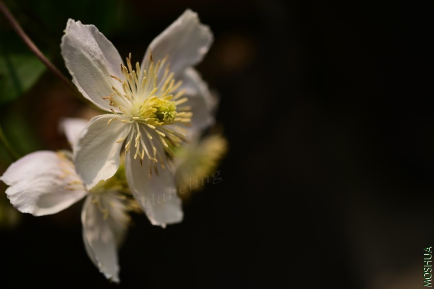 DSC_2101_conew1.jpg