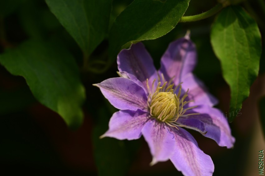 DSC_2097_conew1.jpg
