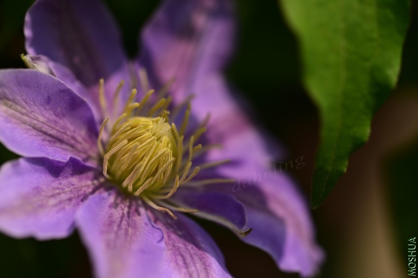 DSC_2098_conew1.jpg
