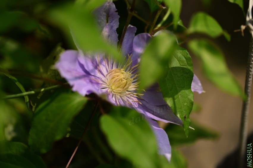 DSC_2099_conew1.jpg