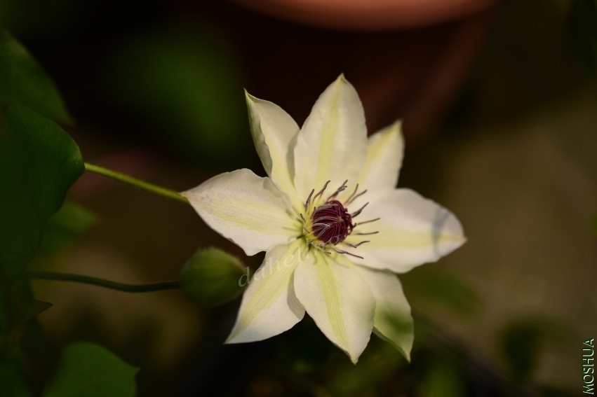 DSC_2109_conew1.jpg