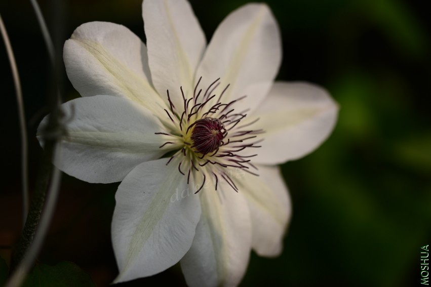 DSC_2108_conew1.jpg