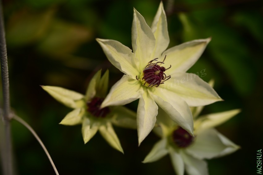 DSC_2107_conew1.jpg