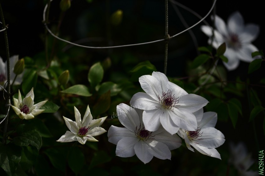 DSC_2140_conew1.jpg