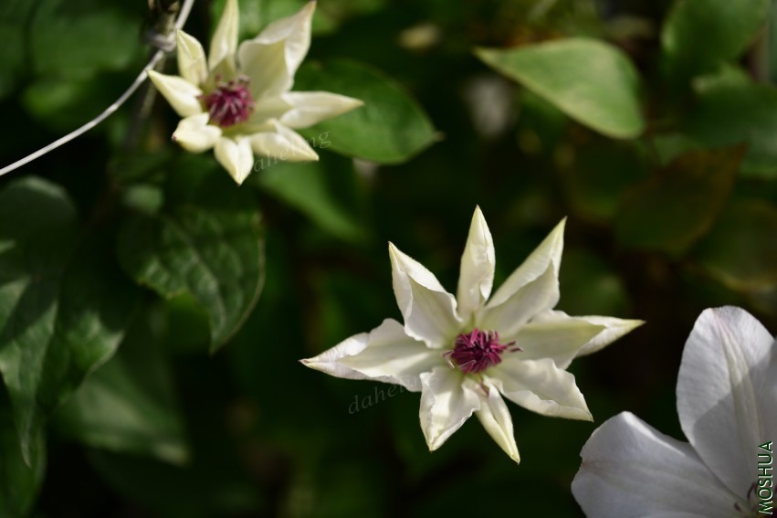 DSC_2141_conew1.jpg