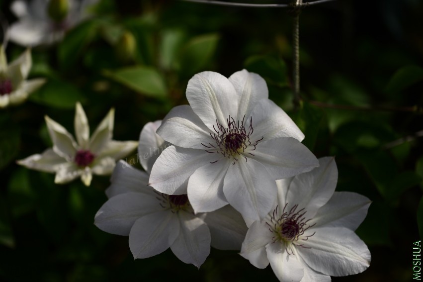 DSC_2148_conew1.jpg
