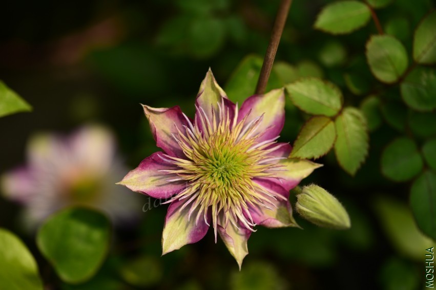 DSC_2110_conew1.jpg