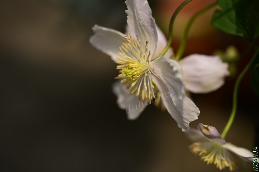 DSC_2112_conew1.jpg