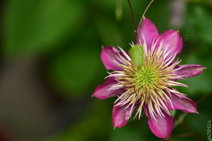 DSC_2115_conew1.jpg