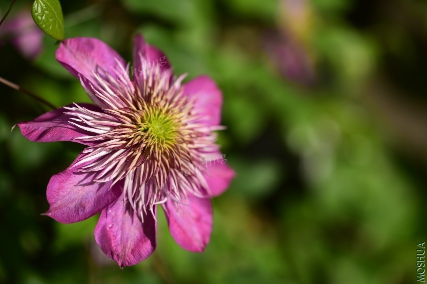 DSC_2145_conew1.jpg