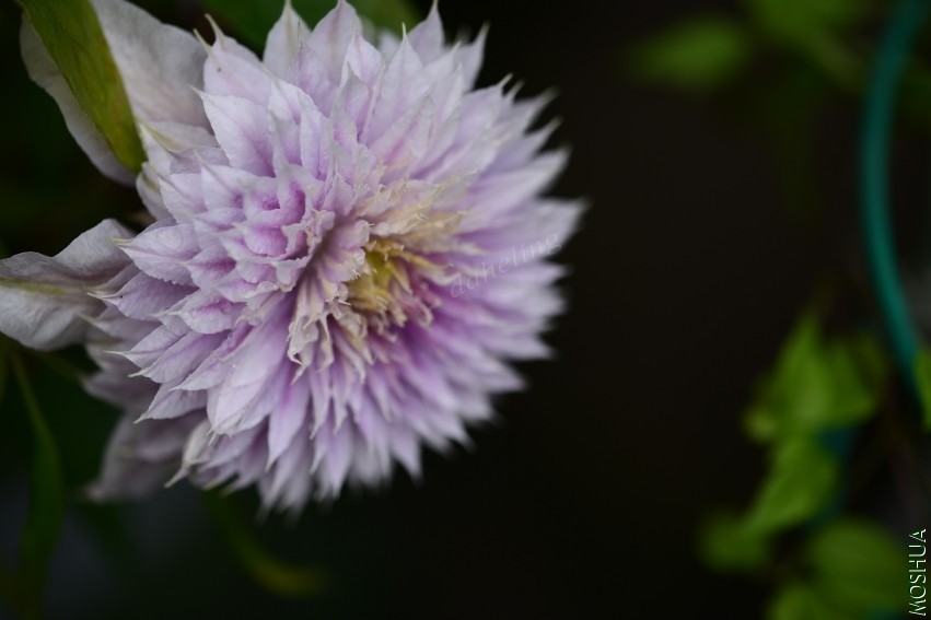 DSC_2171_conew1.jpg