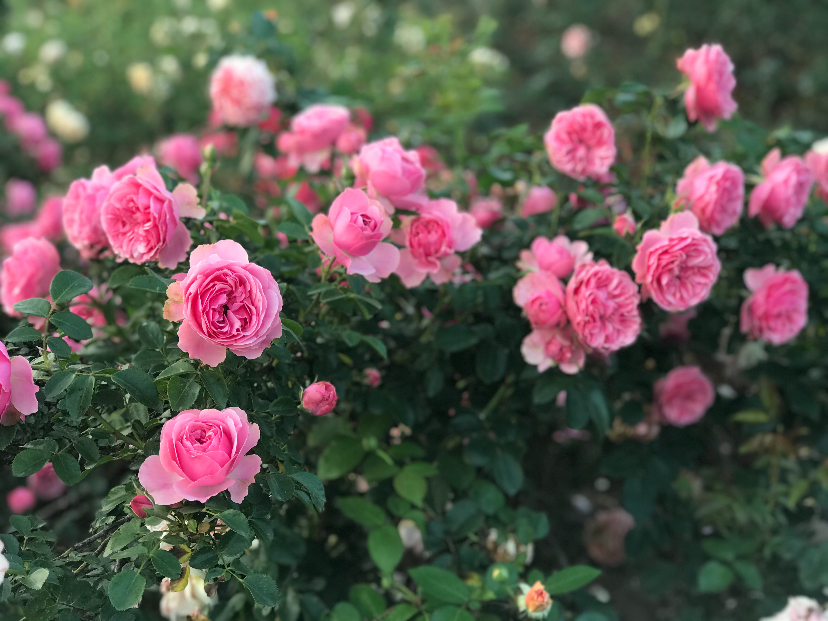 A6B77098-104D-43F7-8FE9-EA347A8781FD.jpeg