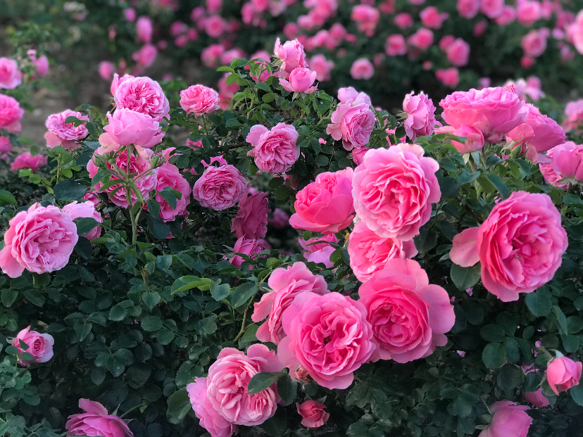 42E99EBC-A732-4C60-82A4-44DFF158D64D.jpeg