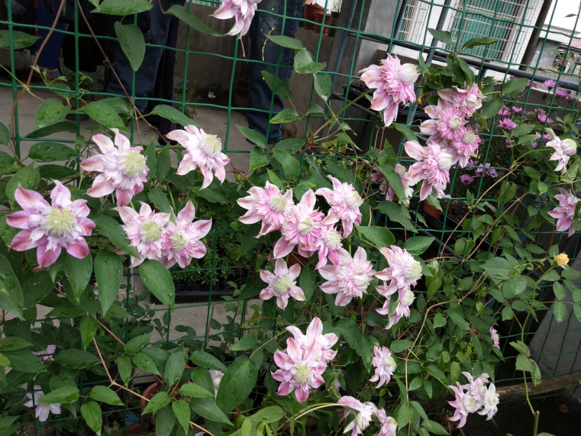 IMG_20180414_091556.jpg