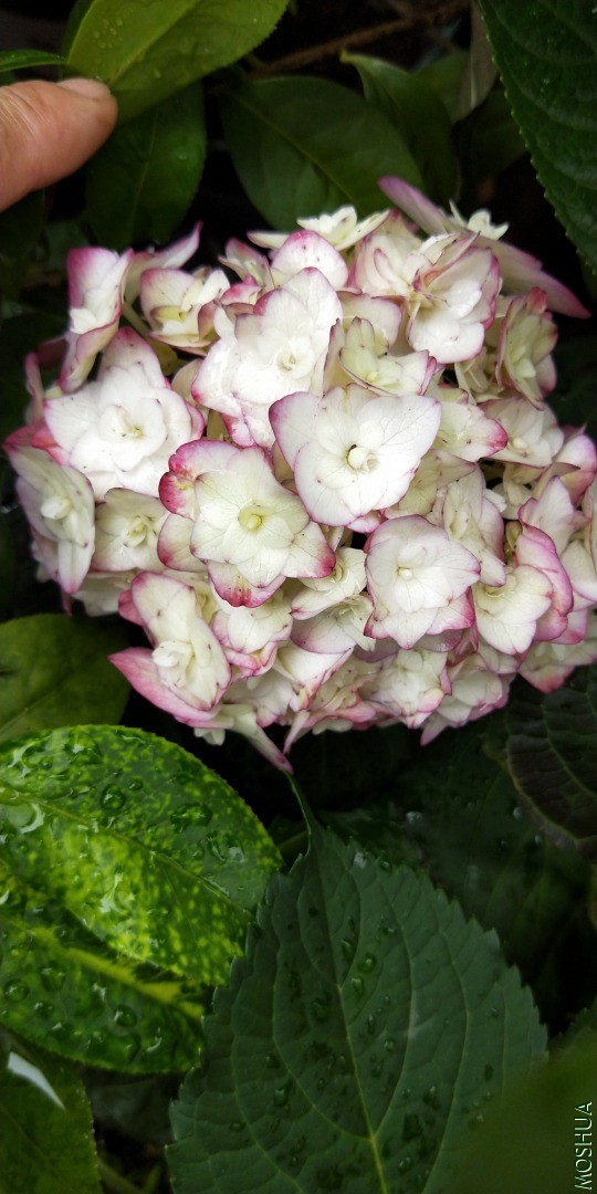 IMG20200508123921.jpg