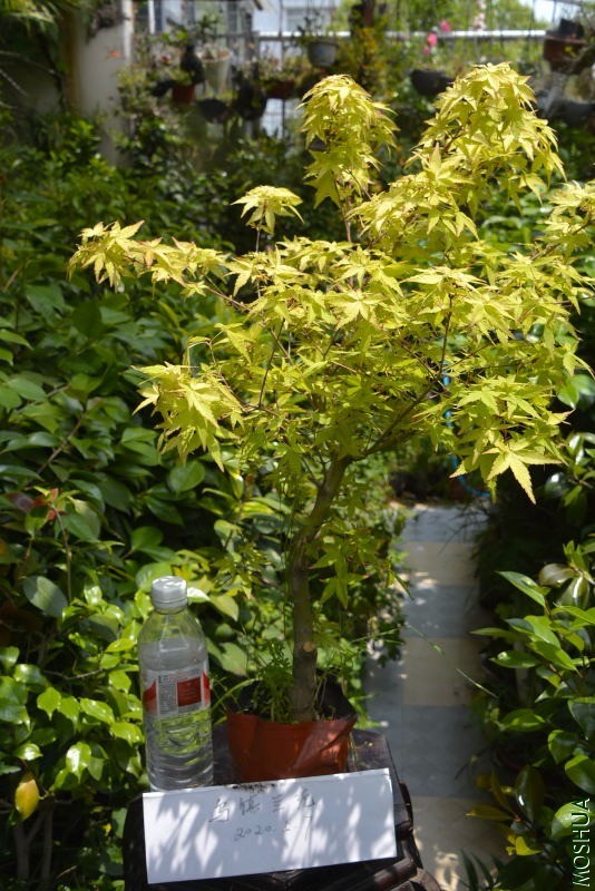 _DSC99820038.JPG