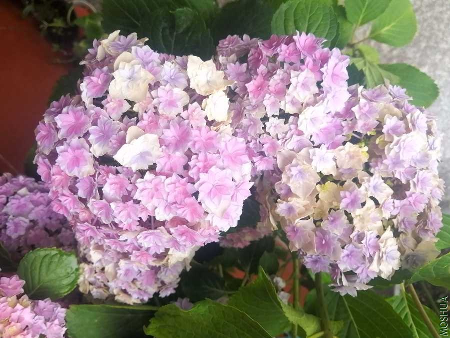 IMG_20200510_131833.jpg