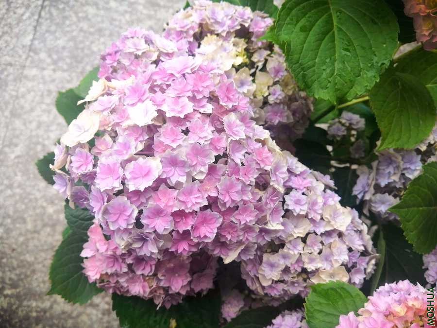 IMG_20200510_132106.jpg