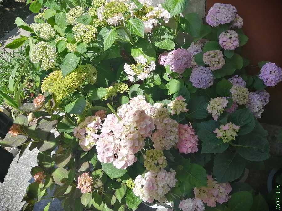 IMG_20200512_103259.jpg